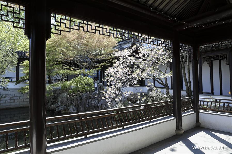 U.S.-NEW YORK-CHINESE SCHOLAR'S GARDEN-SPRING SCENERY