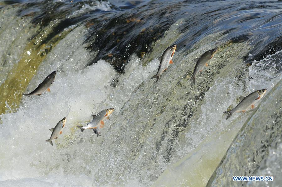 LATVIA-KULDIGA-VENTA RAPID-FLYING FISH