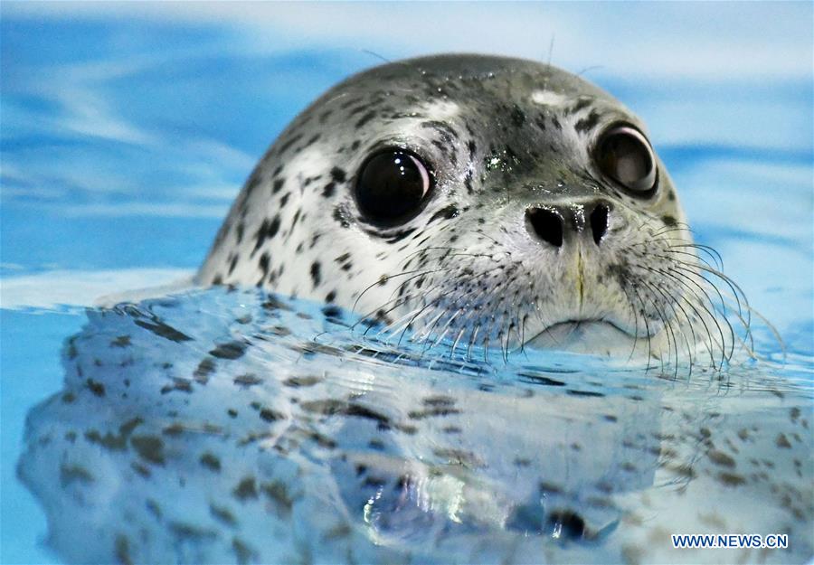 CHINA-HARBIN-SEAL KINDERGARTEN (CN)