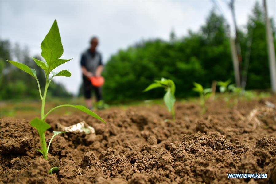 #CHINA-ECONOMY-FARMING (CN)