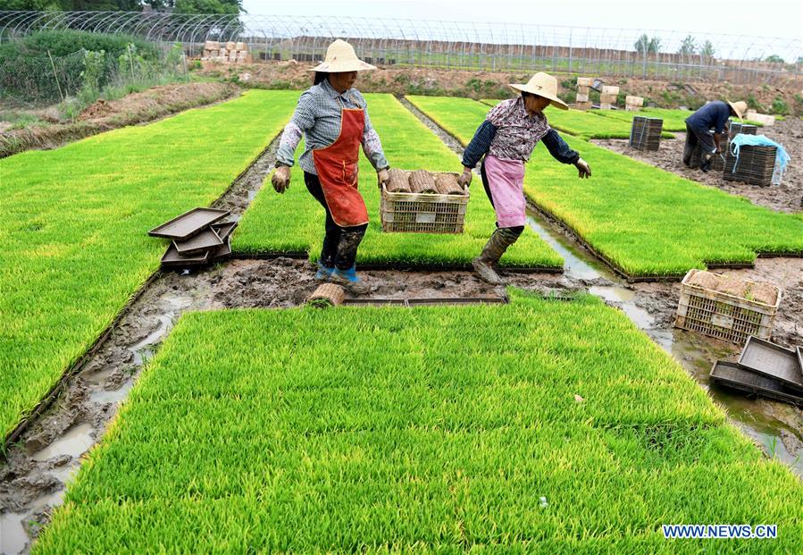 CHINA-ANHUI-QUANJIAO-AGRICULTURE (CN)