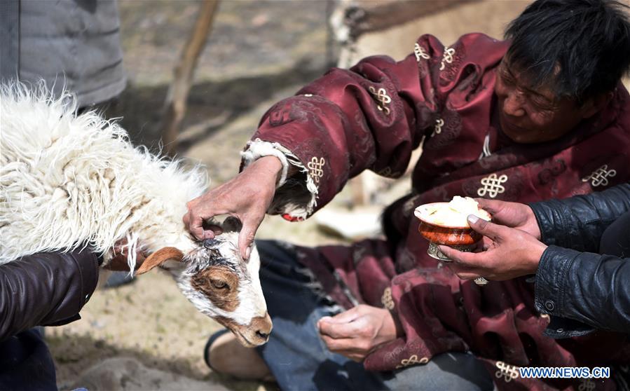 (InTibet)CHINA-TIBET-NAM CO-SHEEP-BIRTH SEASON (CN)