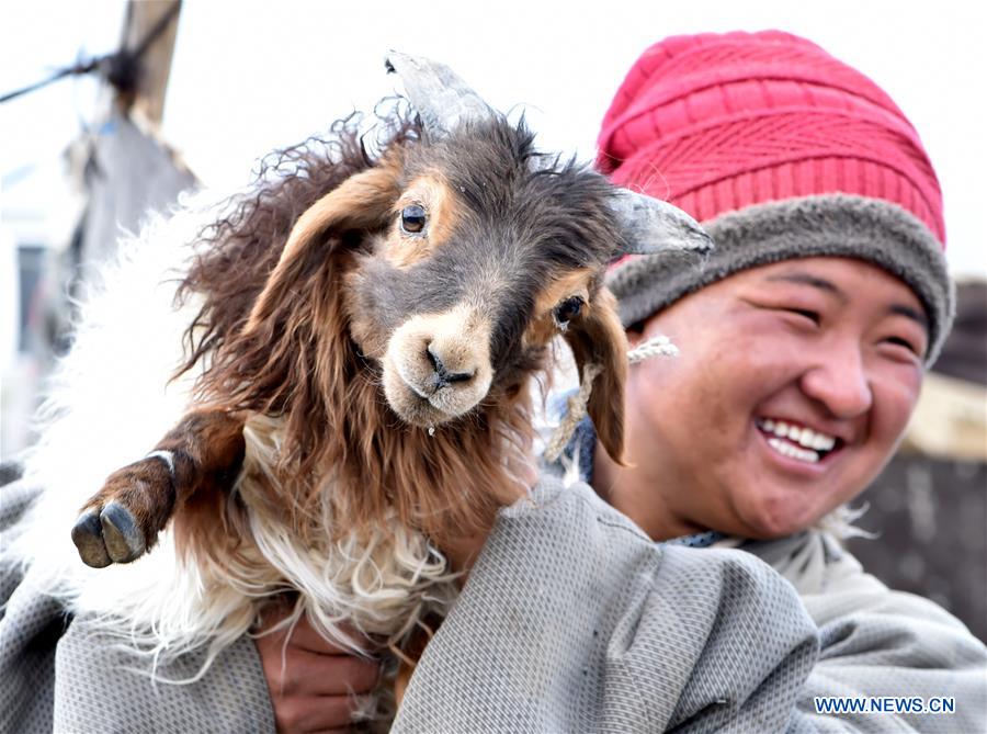 (InTibet)CHINA-TIBET-NAM CO-SHEEP-BIRTH SEASON (CN)