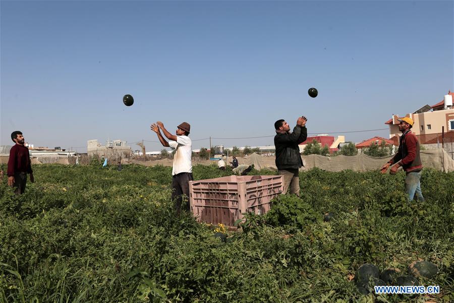 MIDEAST-GAZA-AGRICULTURE-WATERMELON