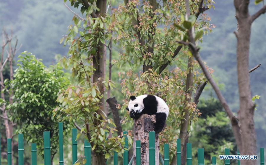 CHINA-SICHUAN-WOLONG-GIANT PANDA KINDERGARTEN (CN)