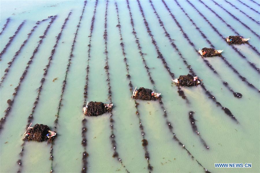 #CHINA-SHANDONG-RONGCHENG-KELP-HARVEST (CN)