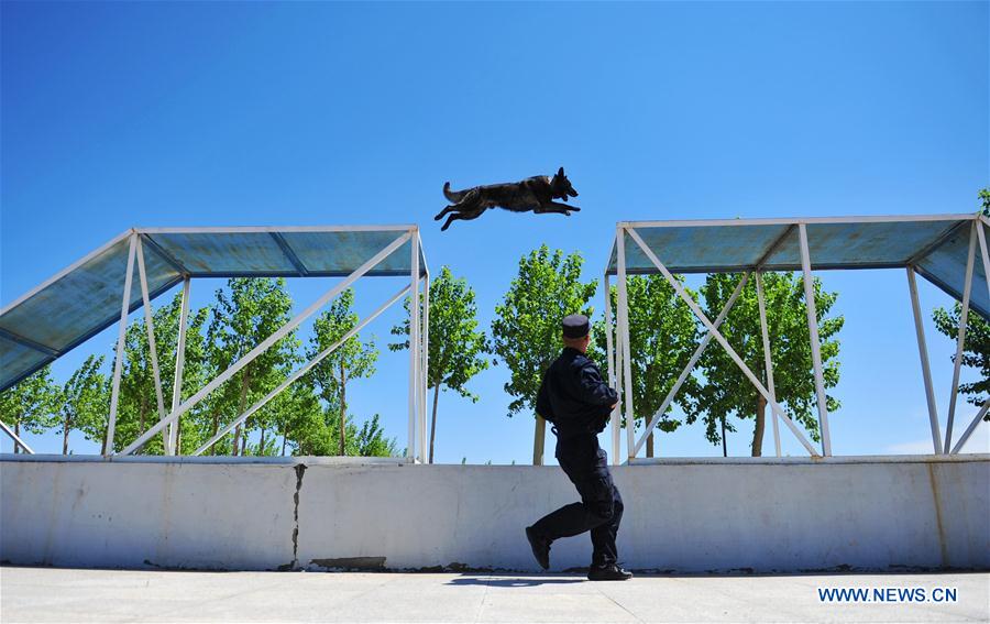 #CHINA-HARBIN-POLICE DOG-TRAINING (CN)