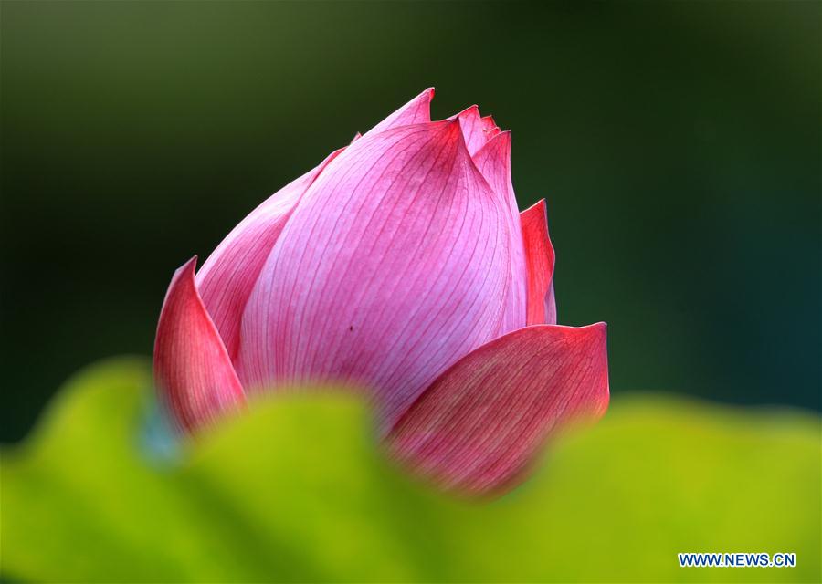 #CHINA-ANHUI-SUMMER-LOTUS (CN)