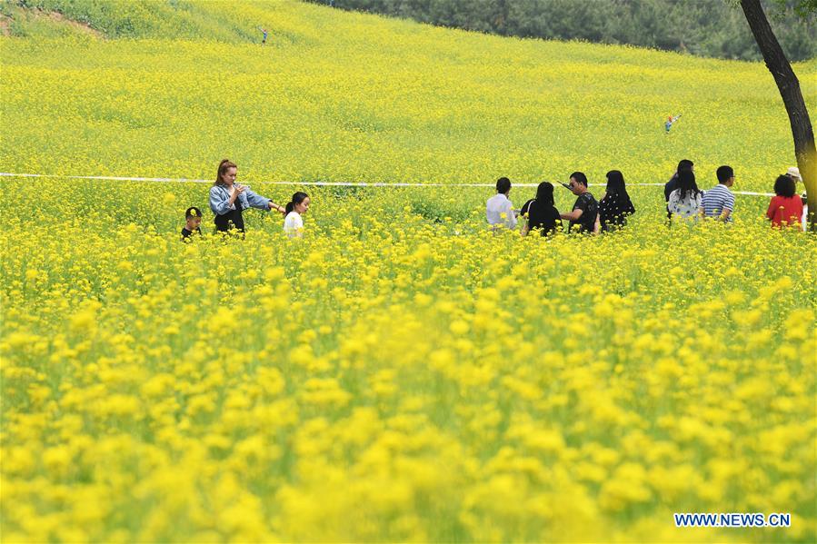 CHINA-SHANXI-TAIYUAN-COLE FLOWERS (CN)