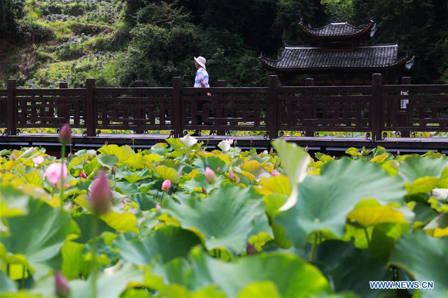 CHINA-GUIZHOU-DUSHAN-LOTUS FLOWERS (CN)