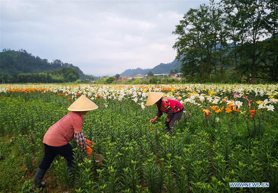 CHINA-GUIZHOU-TAIJIANG-LILY FLOWERS (CN)