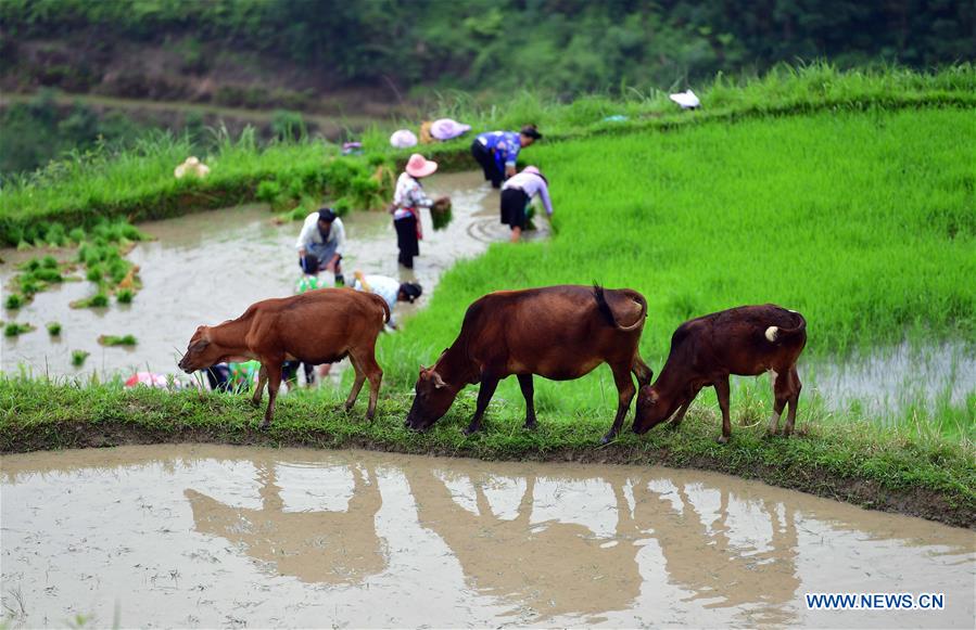 CHINA-GUANGXI-RONGSHUI-POVERTY ALLEVIATION (CN)