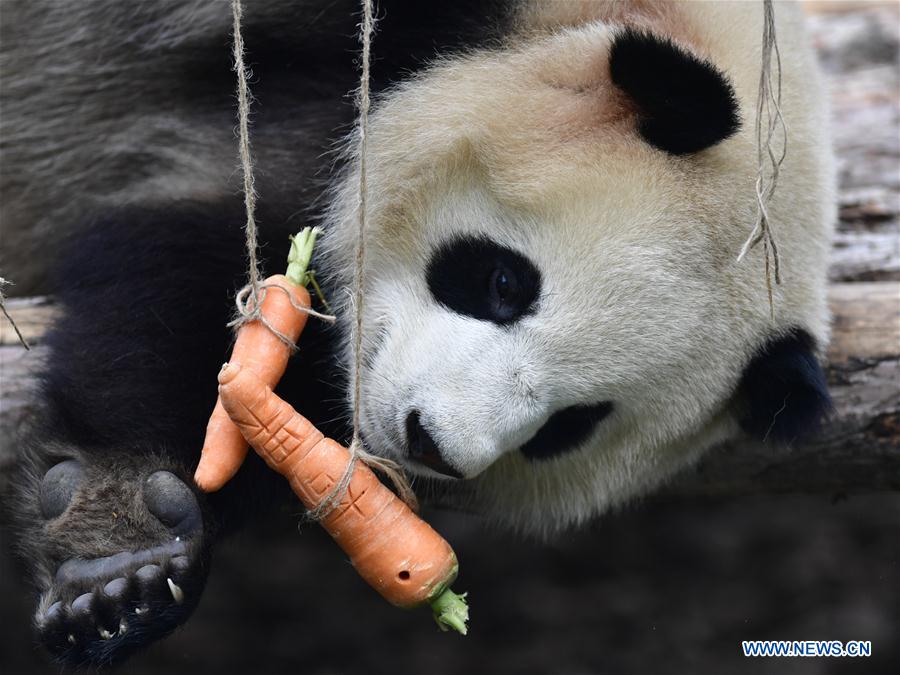 CHINA-QINGHAI-XINING-GIANT PANDAS (CN)