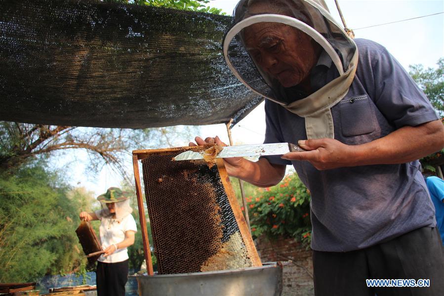 #CHINA-SHANDONG-BINZHOU-HONEY COLLECTION (CN) 