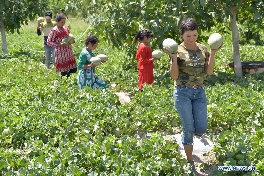 CHINA-XINJIANG-BACHU-MELONS (CN)