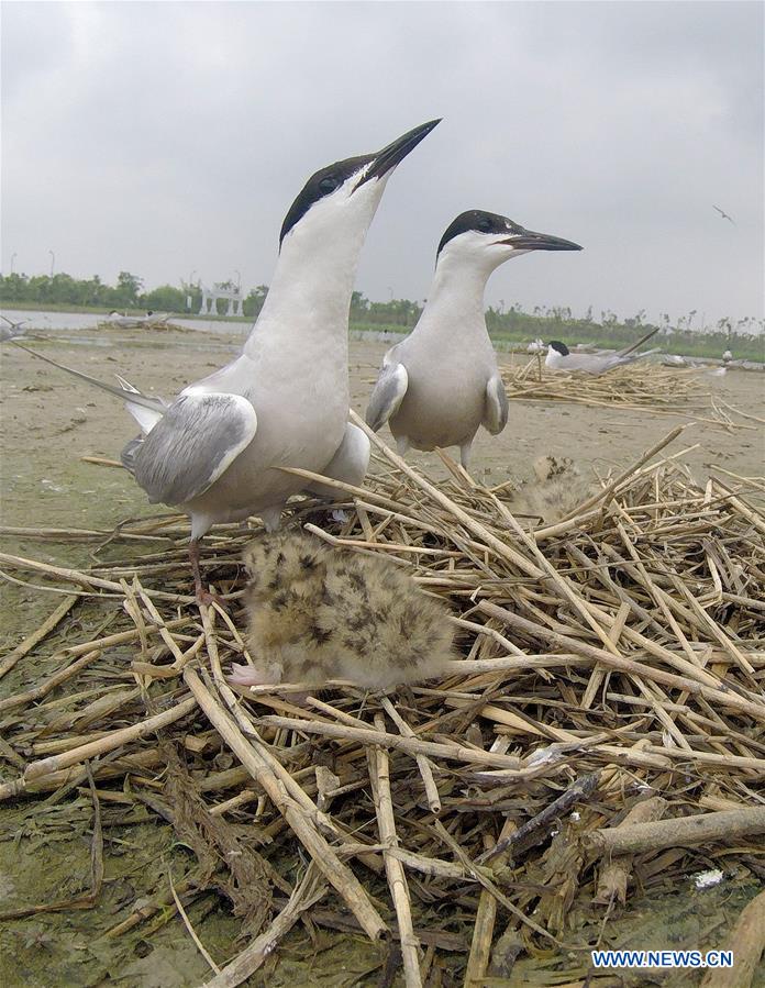 CHINA-JIANGSU-WETLAND-BIRDS (CN)