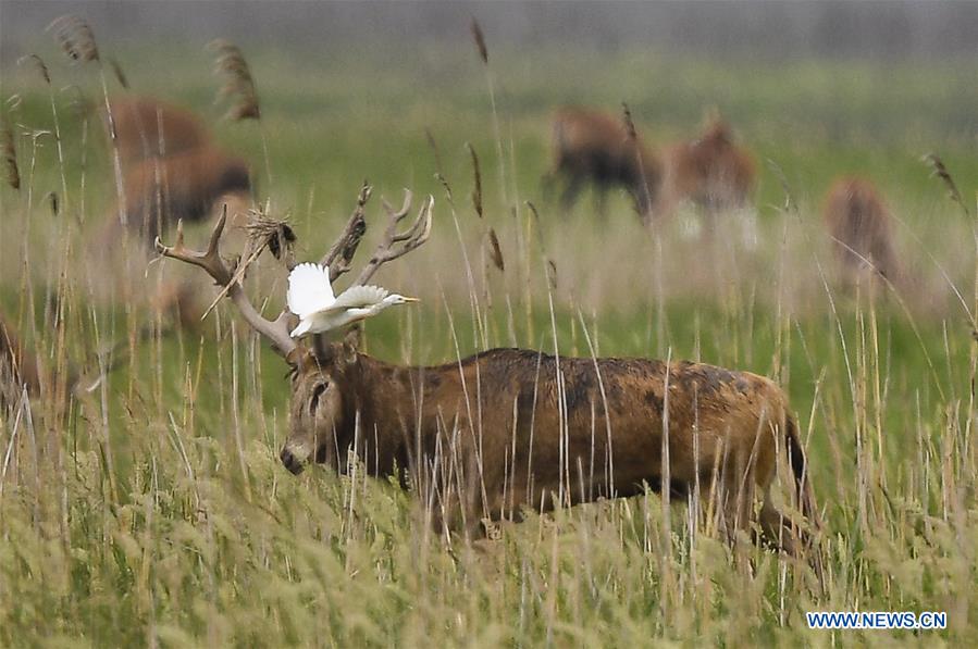 CHINA-JIANGSU-MILU NATIONAL NATURE RESERVE-POPULATION-GROWTH (CN)