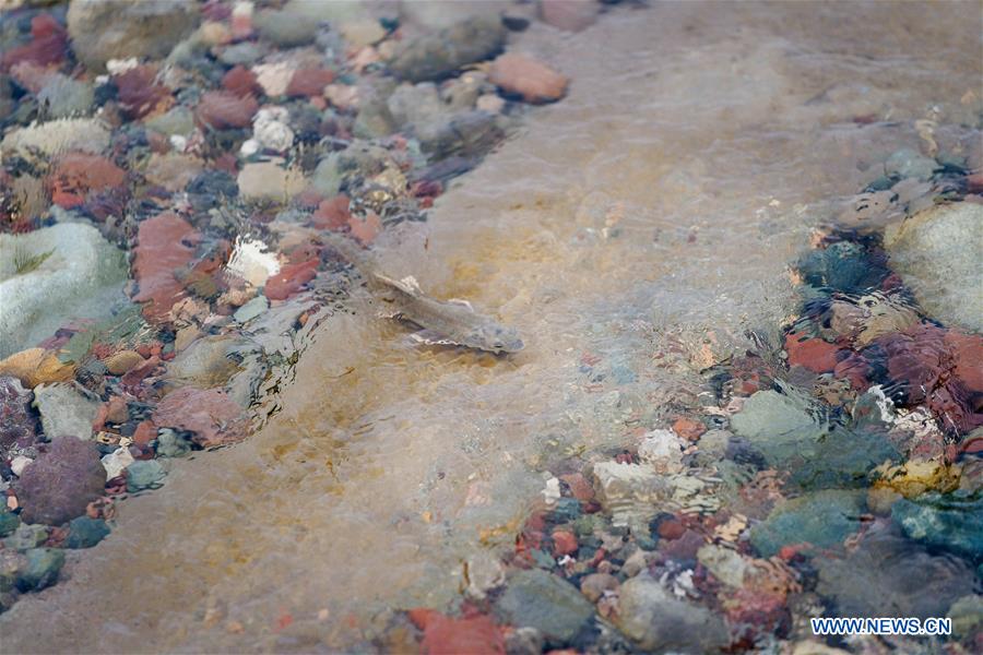 CHINA-QINGHAI-NAKED CARP-MIGRATION-SPAWNING (CN)