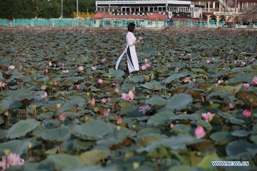 VIETNAM-HANOI-LOTUS-BLOSSOM