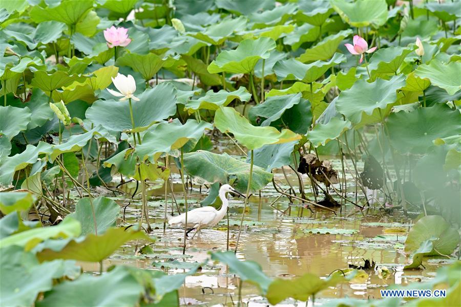 CHINA-FUJIAN-FUZHOU-LOTUS (CN)