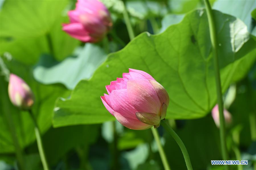 CHINA-INNER MONGOLIA-HOHHOT-LOTUS FLOWER (CN)