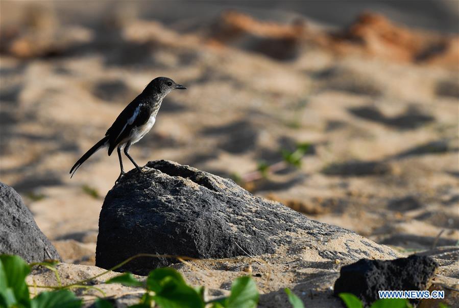 CHINA-HAINAN-HAIKOU-WETLAND PARK-BIRDS (CN)