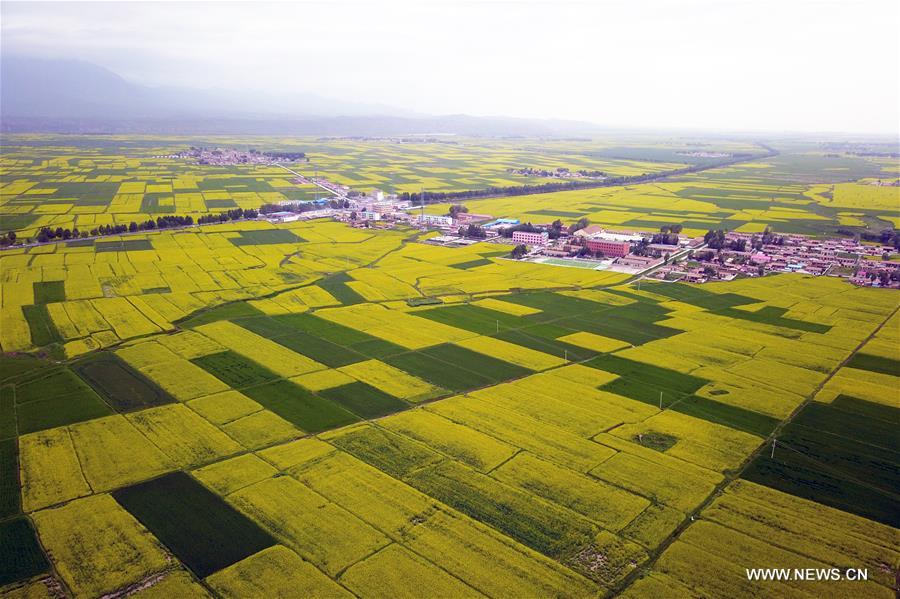 CHINA-GANSU-ZHANGYE-COLE FLOWER (CN)