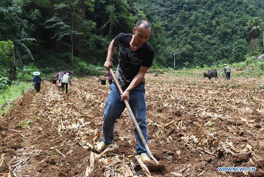 CHINA-GUANGXI-DU'AN-FARM WORK (CN)