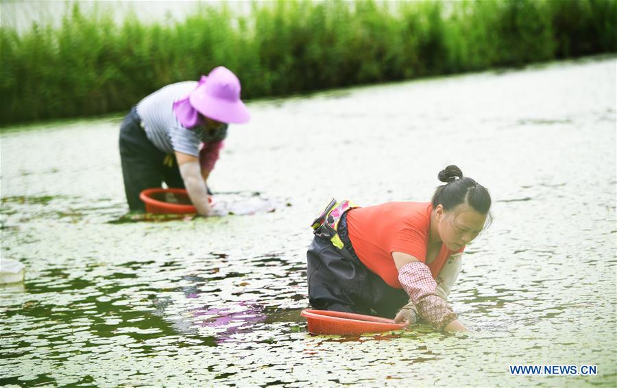 CHINA-CHONGQING-SHIZHU-WATER SHIELD(CN)