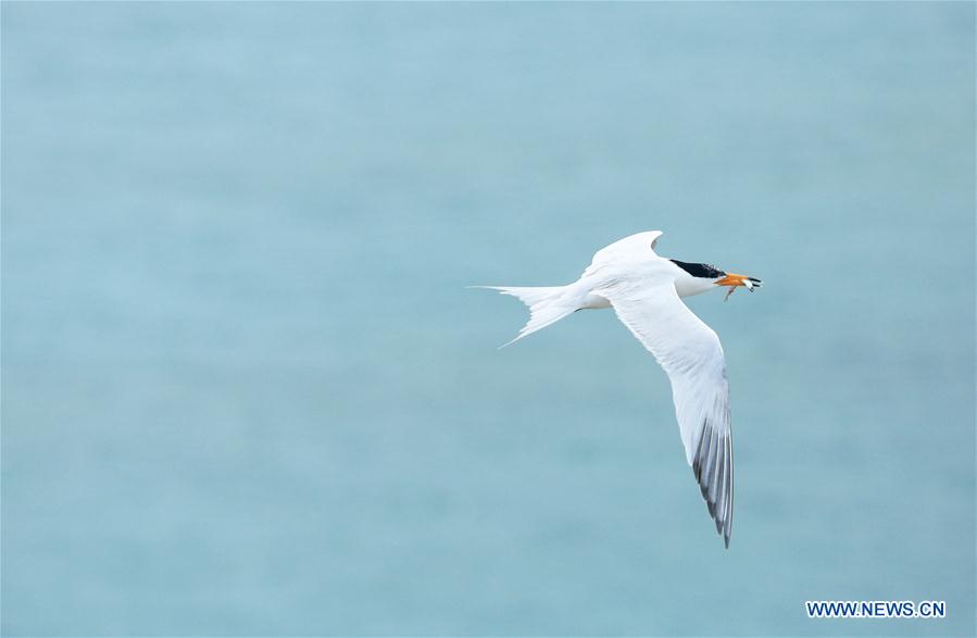 CHINA-ZHEJIANG-NINGBO-CHINESE CRESTED TERN(CN)