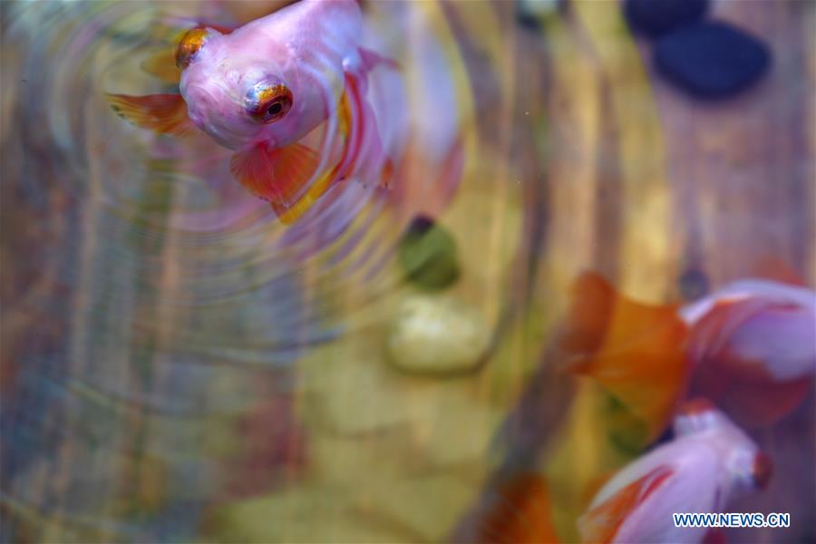 CHINA-BEIJING-PALACE MUSEUM-GOLDFISH-EXHIBITION (CN)