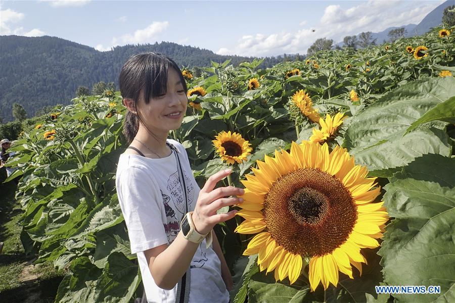 CANADA-CHILLIWACK-SUNFLOWER FESTIVAL