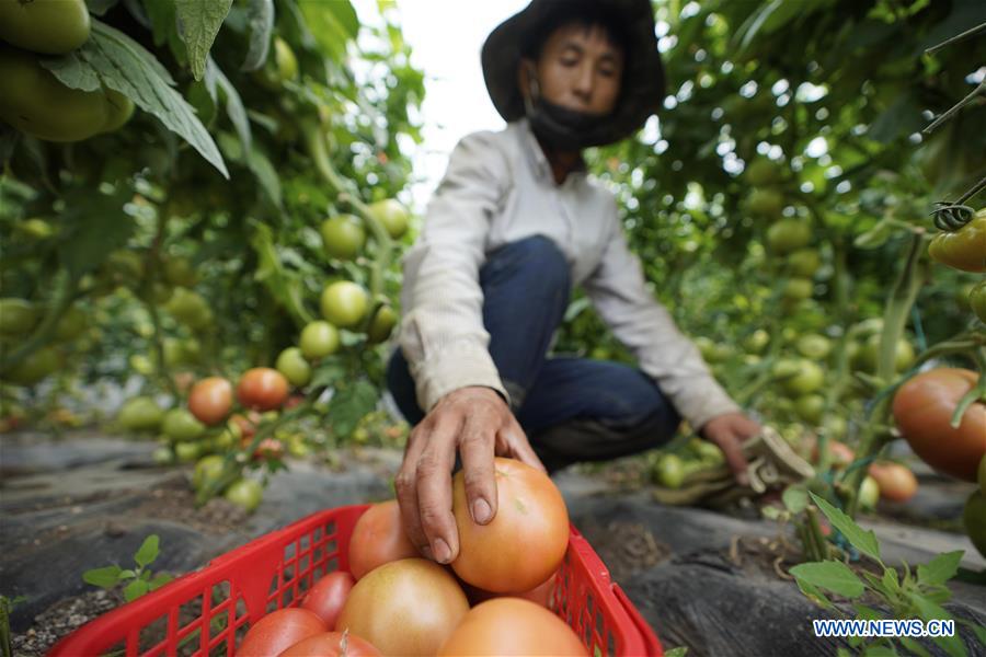 CHINA-HEBEI-AGRICULTURE-TOURISM (CN)