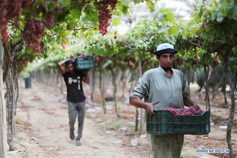 EGYPT-MINUFIYA-GRAPE-HARVEST