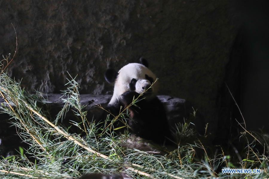 BELGIUM-BRUGELETTE-PANDA CUBS-BIRTH