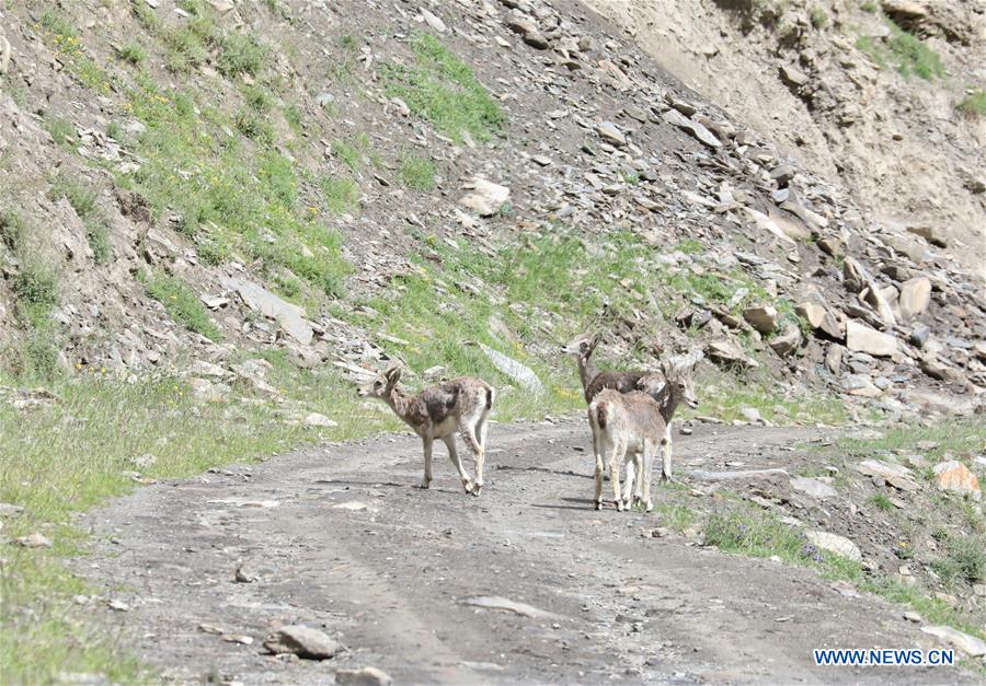 CHINA-QINGHAI-JIATANG GRASSLAND-NATURE-OBSERVING (CN)