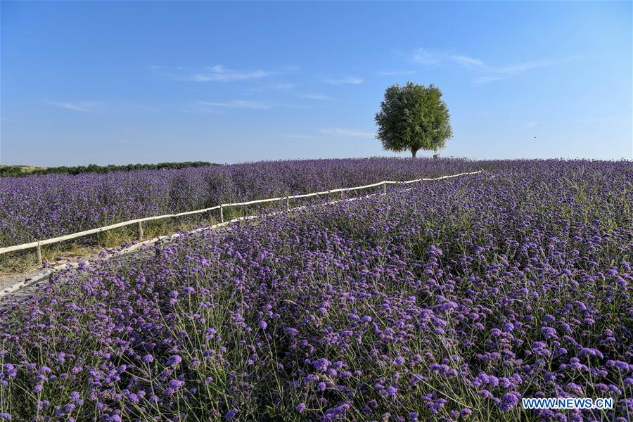 CHINA-NINGXIA-MAOWUSU DESERT-VERVAIN (CN)