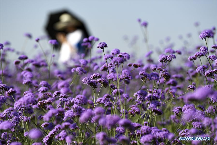 CHINA-NINGXIA-MAOWUSU DESERT-VERVAIN (CN)