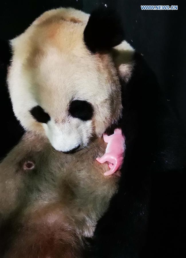 CHINA-SICHUAN-WOLONG-NEW-BORN PANDA TWINS (CN)