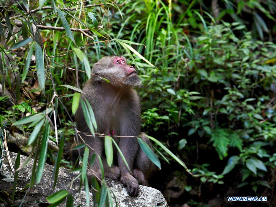 CHINA-FUJIAN-WUYISHAN-NATIONAL PARK-CREATURES (CN)