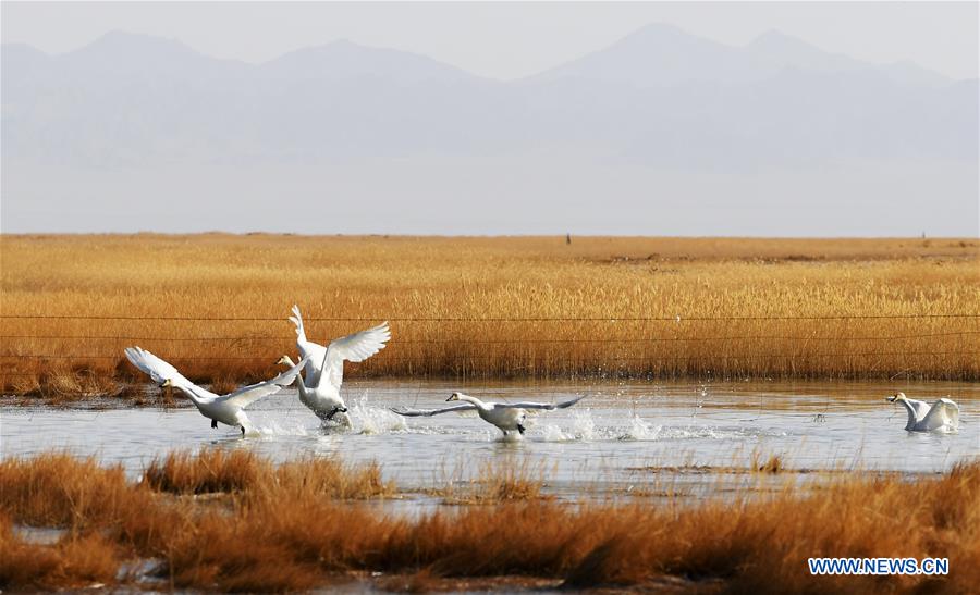 (EcoChina)CHINA-HORTICULTURAL EXPO-GANSU (CN)