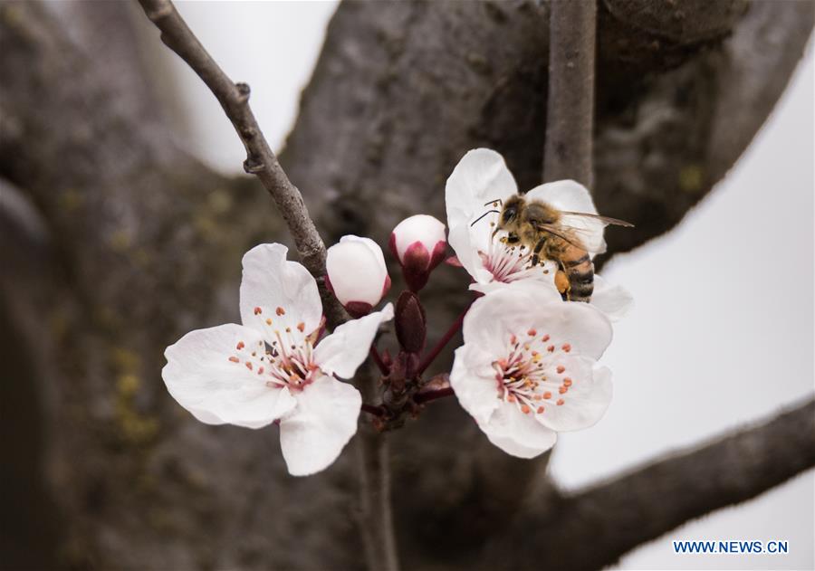 AUSTRALIA-CANBERRA-CHERRY BLOSSOMS