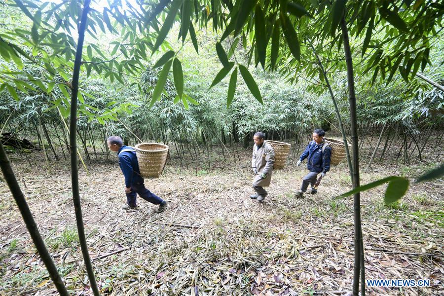 CHINA-CHONGQING-NANCHUAN-BAMBOO SHOOTS-COLLECTOR (CN)