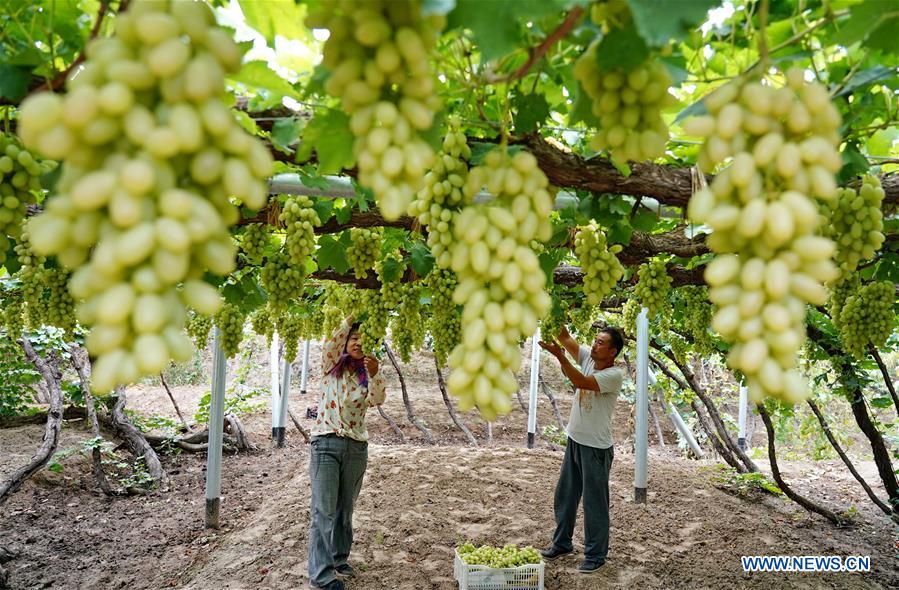 CHINA-HEBEI-HUAILAI-GRAPE PLANTING (CN)