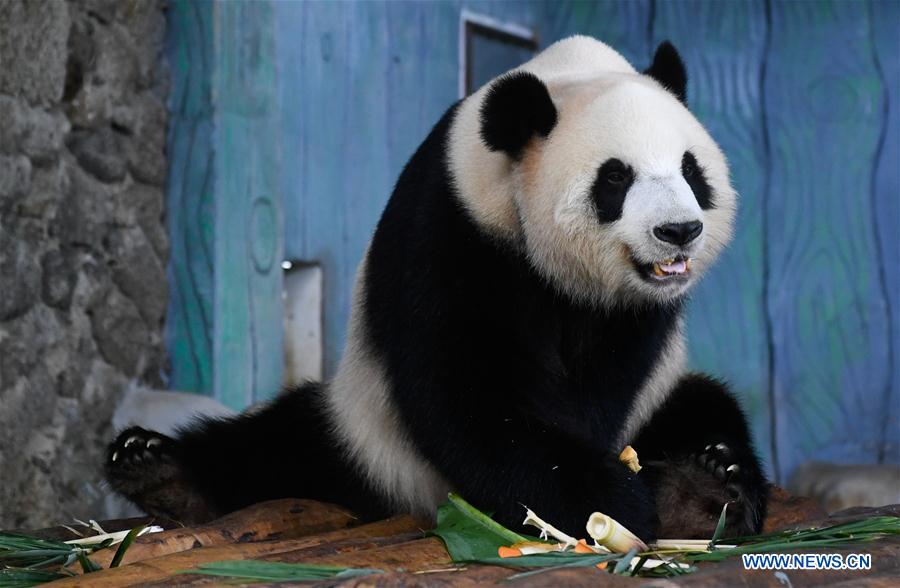 CHINA-HAIKOU-MID-AUTUMN FESTIVAL-PANDA (CN)