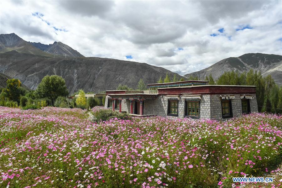 CHINA-TIBET-NYEMO-COSMOS FLOWERS (CN)