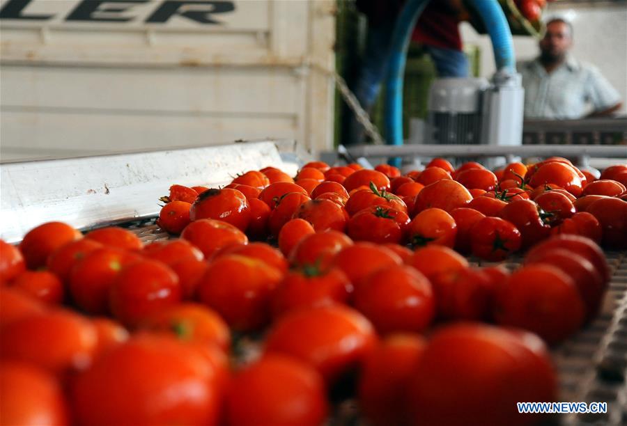 SYRIA-DAMASCUS-TOMATO-PASTE-MAKING