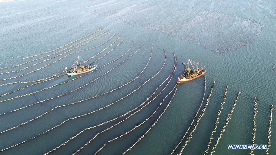 CHINA-LIAONING-DALIAN-OYSTER-HARVEST (CN)