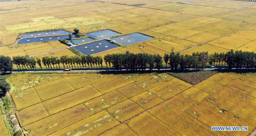 CHINA-LIAONING-SHENYANG-HARVEST (CN)