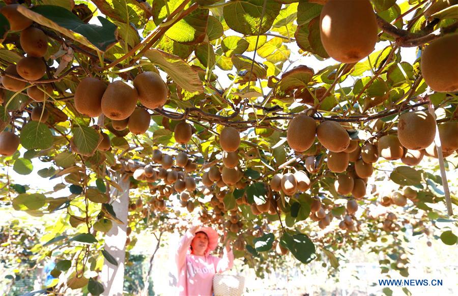 #CHINA-HARVEST FESTIVAL-CELEBRATION (CN)